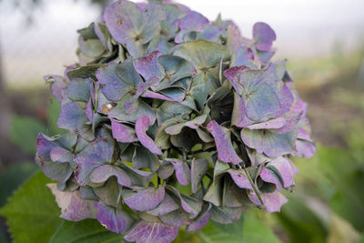 Close-up of purple flowering plant