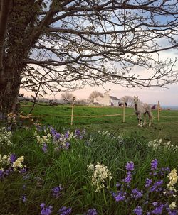 Flowers growing in field