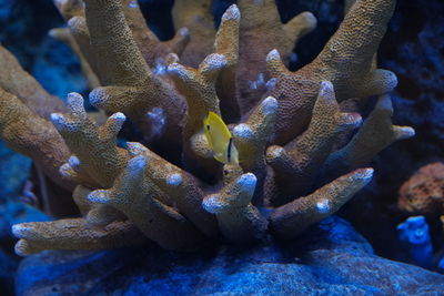 Close-up of fishes swimming in sea