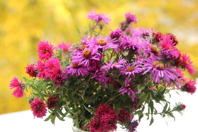 Close-up of pink flowering plants