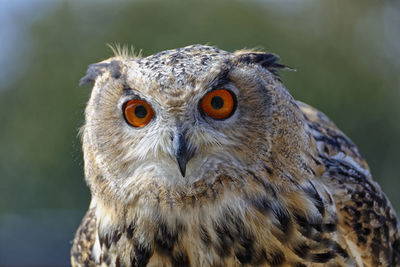 Close-up portrait of a owl