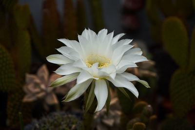Close-up of white flowering plant