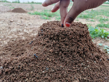 Midsection of person holding hands on ants nest or hole