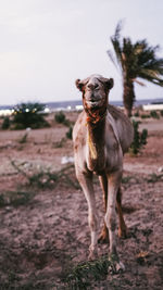 Portrait of camel standing on field