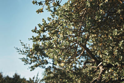 Low angle view of tree against sky