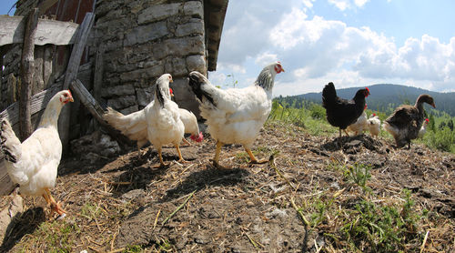 Many chickens and hens in the poultry farm in summer