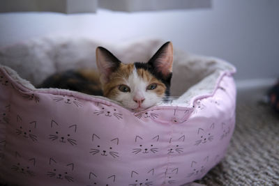 Close-up of a small calico kitten laying in cat bed