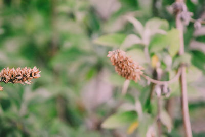 Close-up of wilted flower