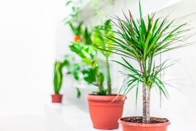 Close-up of potted plant on table