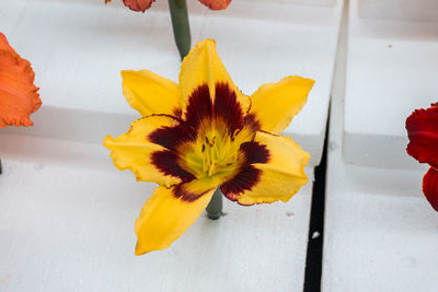 Close-up of yellow flowering plant