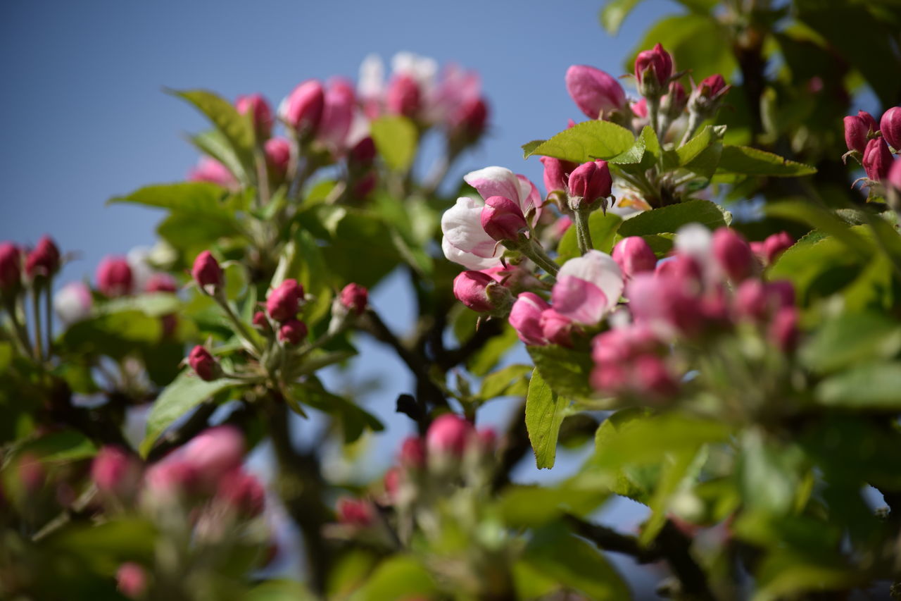 CLOSE-UP OF PINK FLOWERING PLANT AGAINST TREE