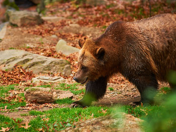 Brown grizzly bear is roaming its sizable enclosure at the bronx zoo during covid