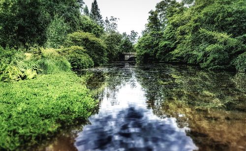 Reflection of trees in water