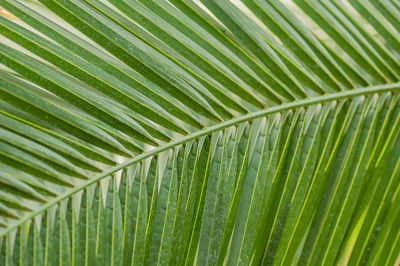 Background of green palm leaf