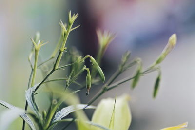 Close-up of plant