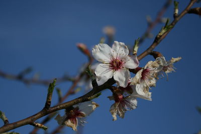 Low angle view of cherry blossoms against sky