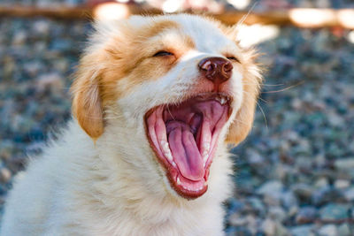 Close-up of dog looking up