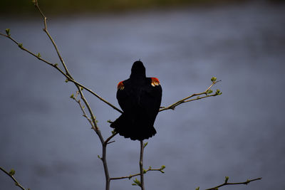 Bird perching on a plant