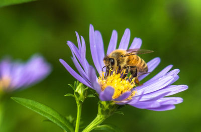 Close-up of bee pollinating on flower