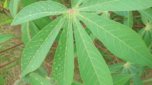 Close-up of green leaves on plant