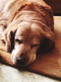 Close-up of dog lying down