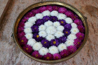 High angle view of multi colored purple flowering plant