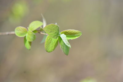 Close-up of fresh green plant