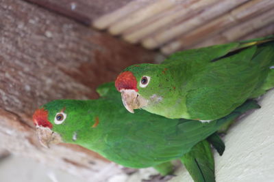 Close-up of parrot