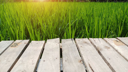 Plank wooden on field rice with sunset