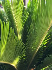 Close-up of palm tree leaves