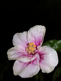 Close-up of hibiscus over black background