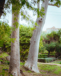 View of a tree trunk in the forest