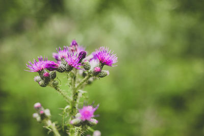 Close-up of purple flowering plant