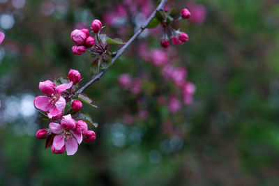 Close-up of pink cherry blossoms in spring