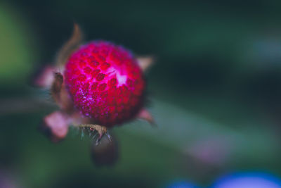 Close-up of pink flower