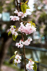 Close-up of pink cherry blossoms in spring