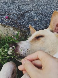 Close-up of woman holding dog