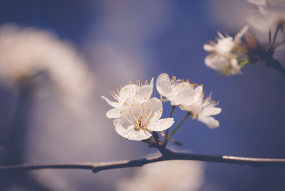 Close-up of white flowers on branch