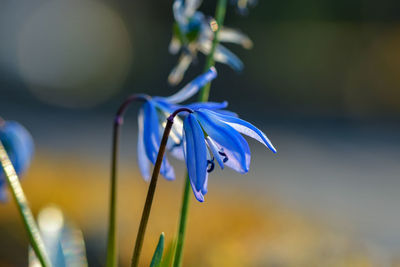 Close-up of purple blue flower