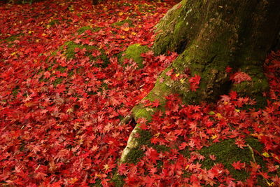 High angle view of flowers on field during autumn