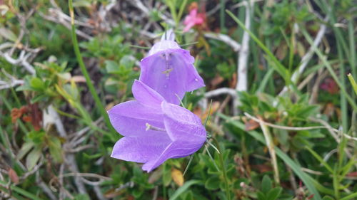 Close-up of purple campanulas blooming outdoors