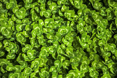 Full frame shot of green leaves