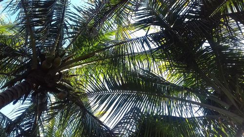 Low angle view of palm trees