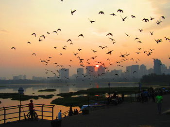 Flock of birds flying in sky during sunset