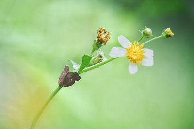 Close-up of white flowering plant