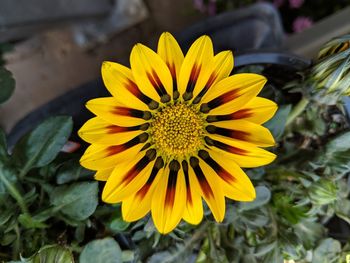 Close-up of yellow flower