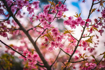 Low angle view of pink cherry blossom