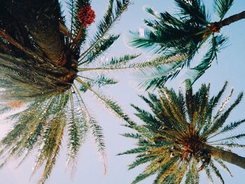 Low angle view of palm trees against sky