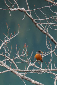 Close-up of bird perching on branch