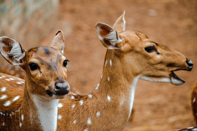 Portrait of deer
